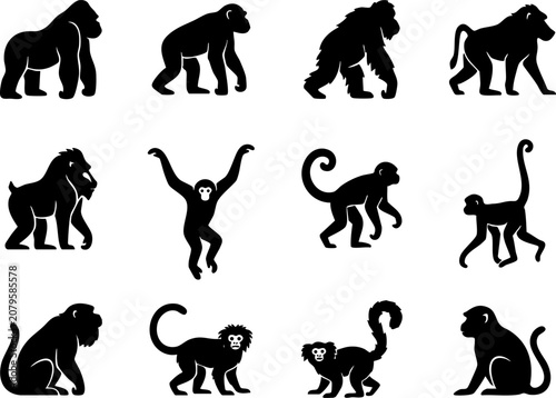 Fotografie Collection of primate silhouettes featuring monkeys and apes animal kingdom wild