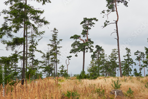 Foto Young conifers in recovering managed forest clearing in Brdy