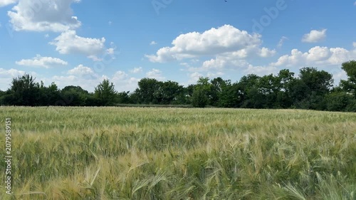 Wheat field and sky with beautiful clouds.
