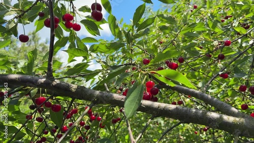 Red cherries on a tree in orchard.