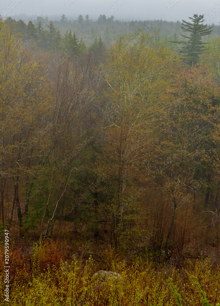 Fototapeta premium Foggy forest mountain landscape near the scenic Kancamagus highway in New Hampshire