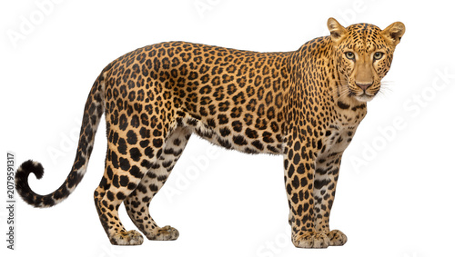 Photography Isolated majestic leopard standing full body portrait, powerful wild cat with beautiful spotted fur