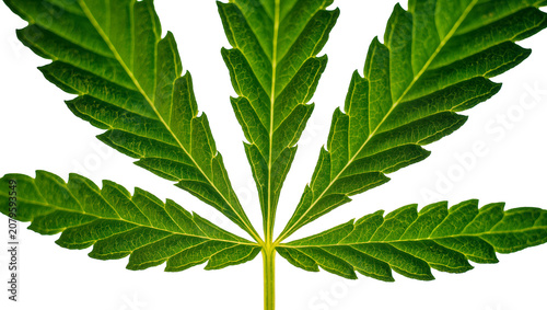 Obraz na płótnie Isolated vibrant green cannabis leaf showing detailed venation and distinctive s