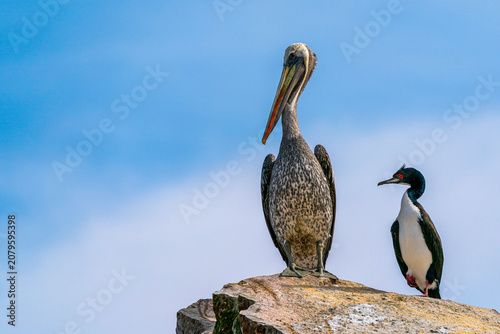 Fotografie Peruvian pelican with a Guanay cormorant standing on a coastal rock in Paracas P