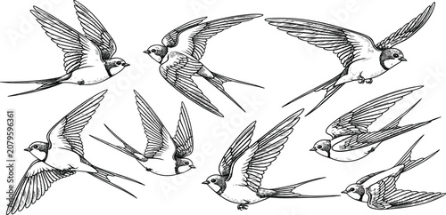 Cuadro en lienzo Hand Drawn Flying Swallow Bird Collection with Vintage Engraving Style Wildlife