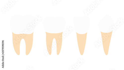 Schilderij op canvas Human tooth types vector set with molar premolar incisor and canine