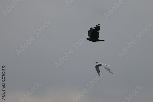 Obraz na płótnie jackdaw and tern