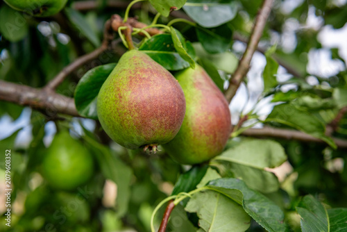 Photos Lush orchard with shining dewy leaves