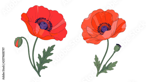 Bild auf Leinwand Isolated red poppy flower icons with buds and leaves