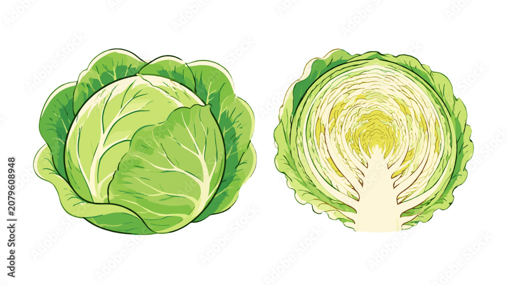 Naklejka premium Sketch style cabbage vegetable icons with whole and cut section