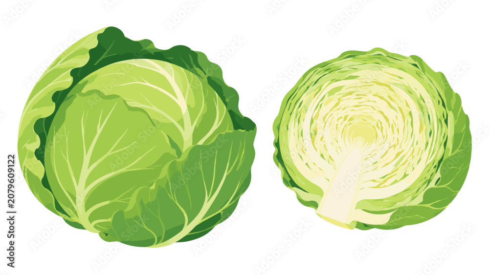 Fototapeta premium Whole and halved green cabbage isolated vector illustration