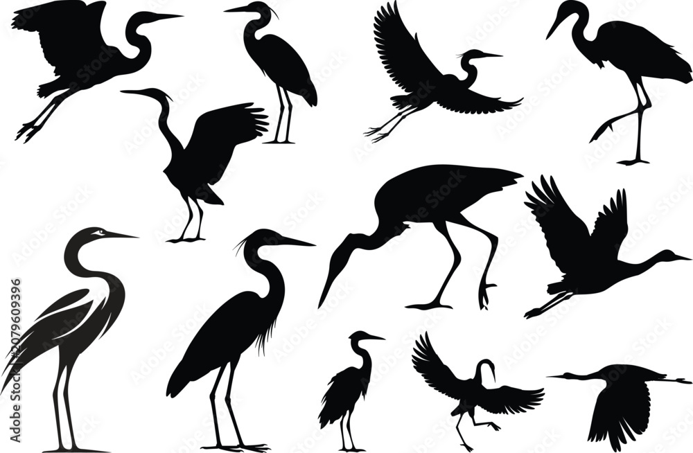 Fototapeta premium Silhouette collection of herons in various poses, standing walking flying positions, wildlife bird design, nature animal posture, cad drawing flat vector illustration