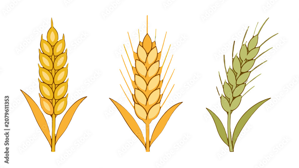 Fototapeta premium Set of wheat and rye ears in simple vector style