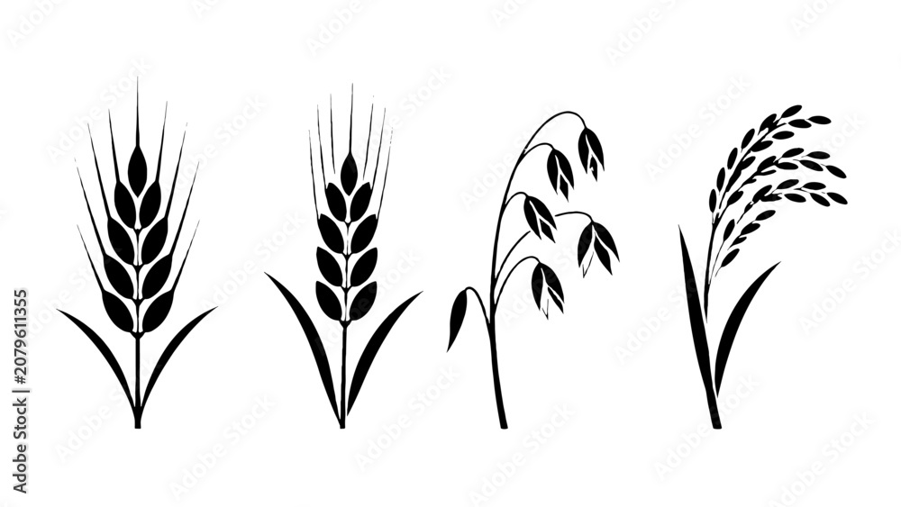 Fototapeta premium Black cereal grain ear silhouettes set with wheat oat and rice