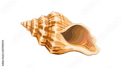 Photos Detailed whelk sea shell isolated on white background