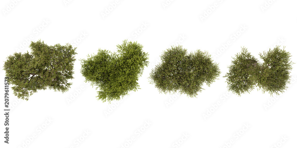 Fototapeta premium 3d illustration of Olea trees on transparent background from the top view