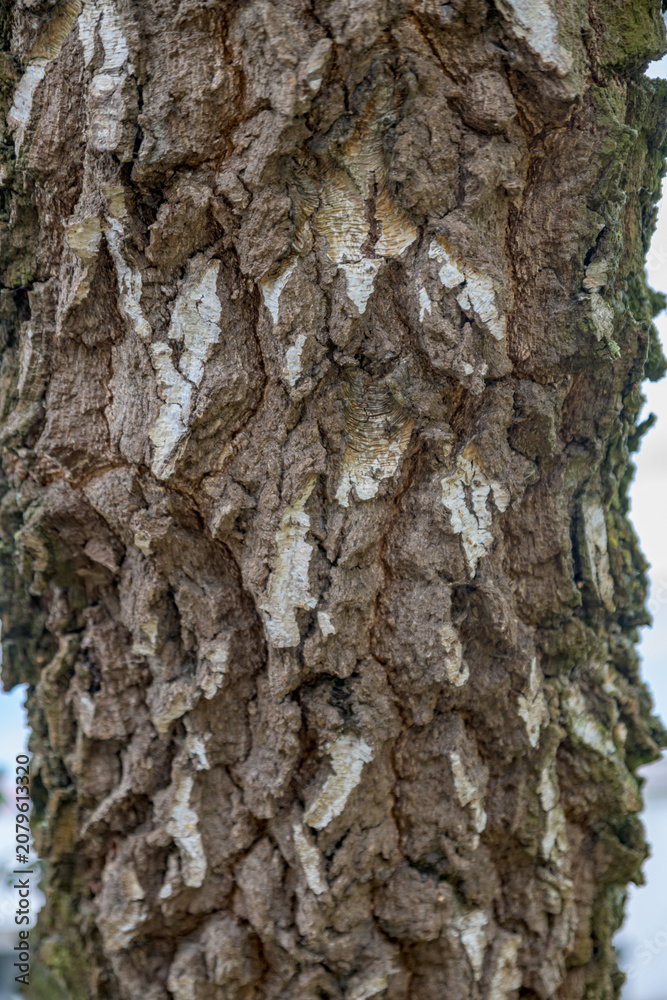 Obraz premium Close-up of rough textured birch tree bark with white patches