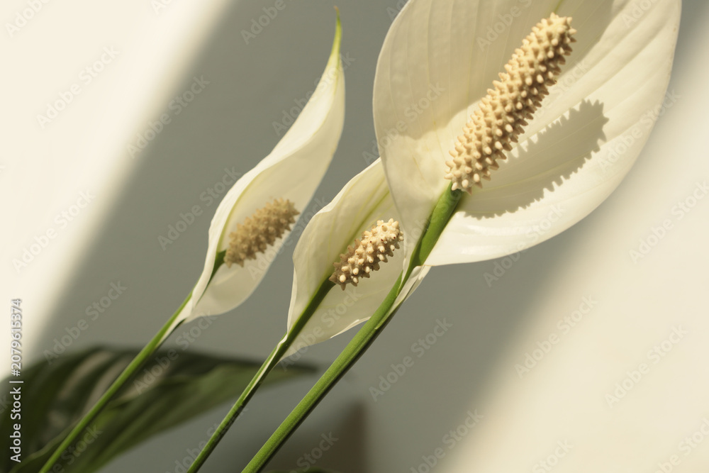 Fototapeta premium Art Spathiphyllum Flower on beige wall. Minimalist still life. Light and shadow sunlight window aesthetic natural background.