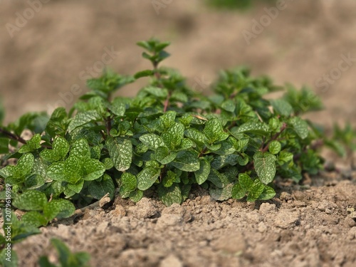 Cuadro en lienzo Spearmint, or spear mint plant growing in home garden, Spearmint (Mentha spicata
