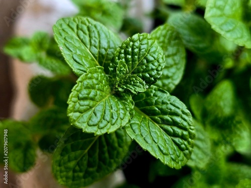 Cuadro en lienzo Spearmint, or spear mint plant growing in home garden, Spearmint (Mentha spicata
