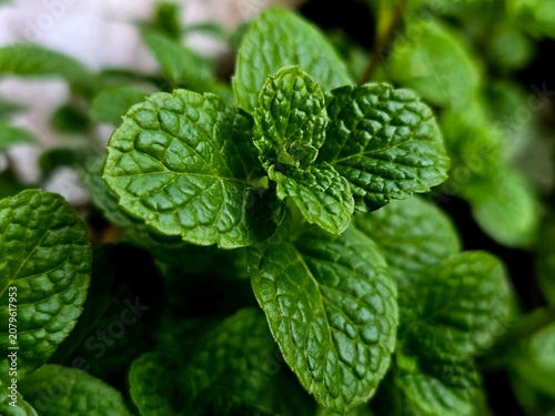 Photos Spearmint, or spear mint plant growing in home garden, Spearmint (Mentha spicata