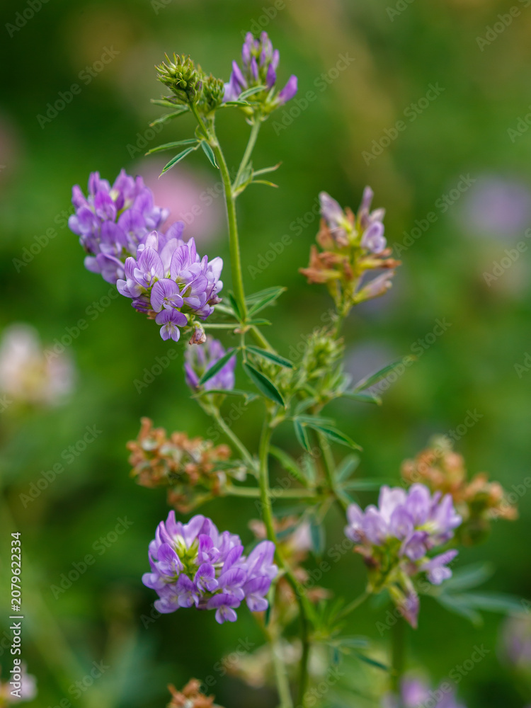 Obraz premium Alfalfa (Latin. Medicago) is a perennial herbaceous plant of the Legume family, widely used as a fodder crop, siderate and honey plant
