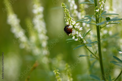 Cuadro en lienzo White annual melilot is an annual leguminous crop used for fodder, honey production, and as a green manure crop
