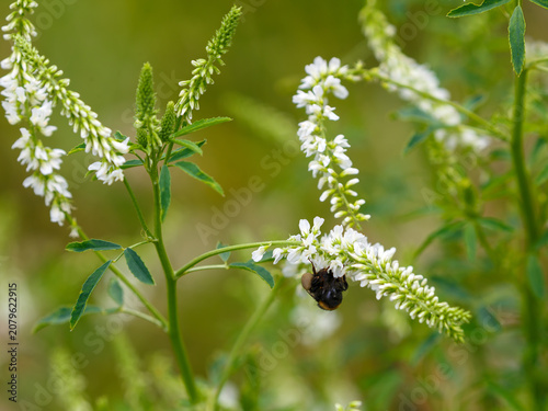 фотографія White annual melilot is an annual leguminous crop used for fodder, honey production, and as a green manure crop