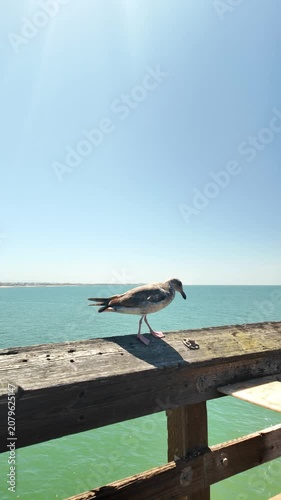 Close up vertical shot of a seagull perched on a wooden railing at Ventura Pier in California