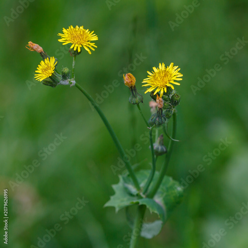 Obraz na plátně Field sow thistle, or yellow sow thistle , or milk thistle ( Latin- Sonchus arve