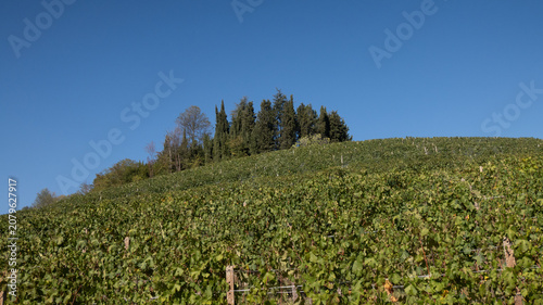 Cuadro en lienzo landscapes of the Langhe in Piedmont with vineyards during summer before autumn