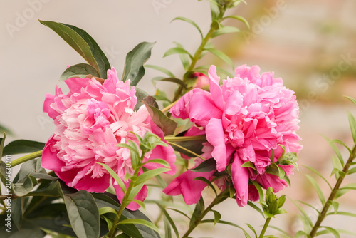 Peonies are popular garden plants and sold as cut flowers on a large scale. Paeoniaceae are herbaceous perennials or deciduous shrubs, loved for their extravagant, early summer blossoms.