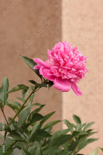Peonies are popular garden plants and sold as cut flowers on a large scale. Paeoniaceae are herbaceous perennials or deciduous shrubs, loved for their extravagant, early summer blossoms.