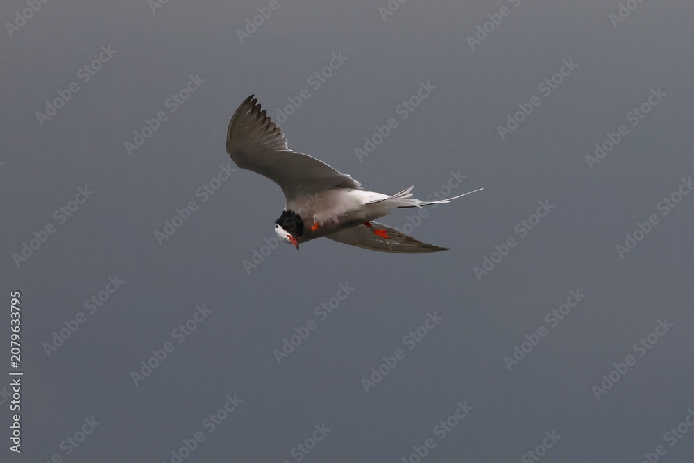 Fototapeta premium common tern