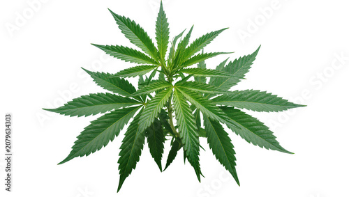 Canvastavla Isolated vibrant green cannabis plant with fresh healthy leaves and thriving sta