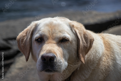 Portrait of a Labrador Retriever