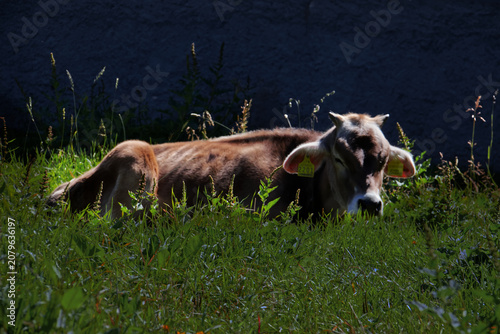 Φωτογραφία The cows of the Casies Valley.