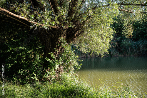 Weide am Teich