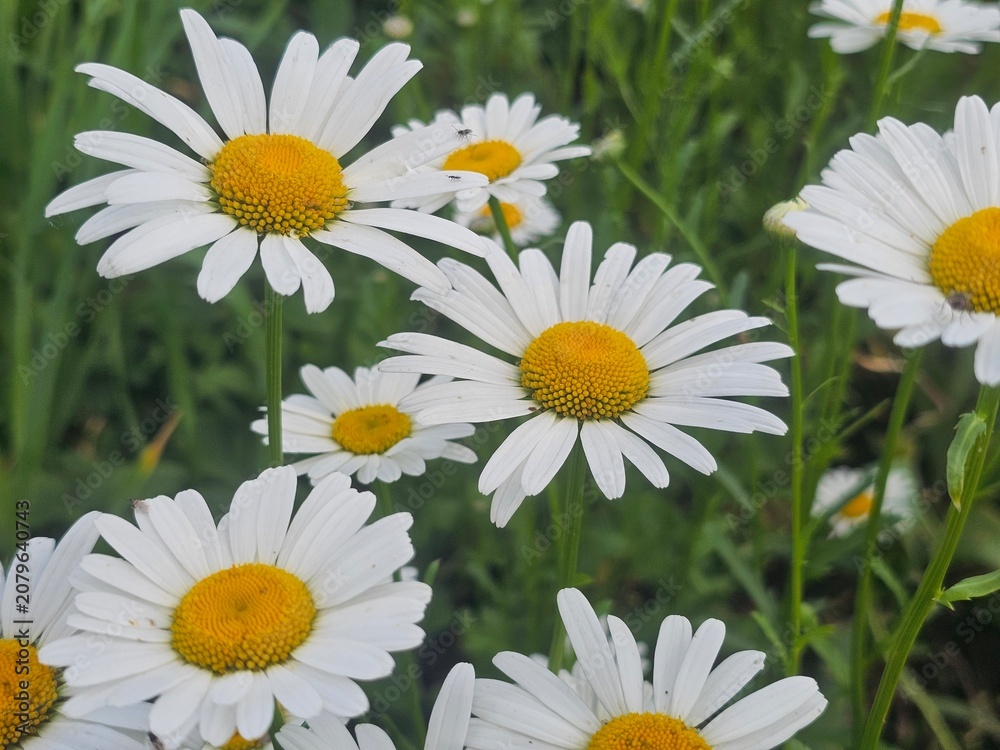 Fototapeta premium daisies in a garden