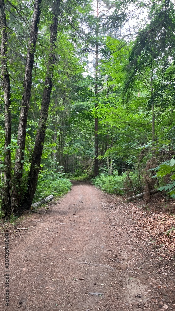 Obraz premium Woodland path winding through deep green forest in Norway