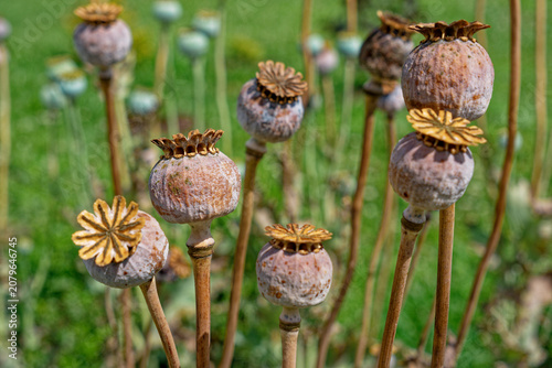Poppy plant seed pods closeup