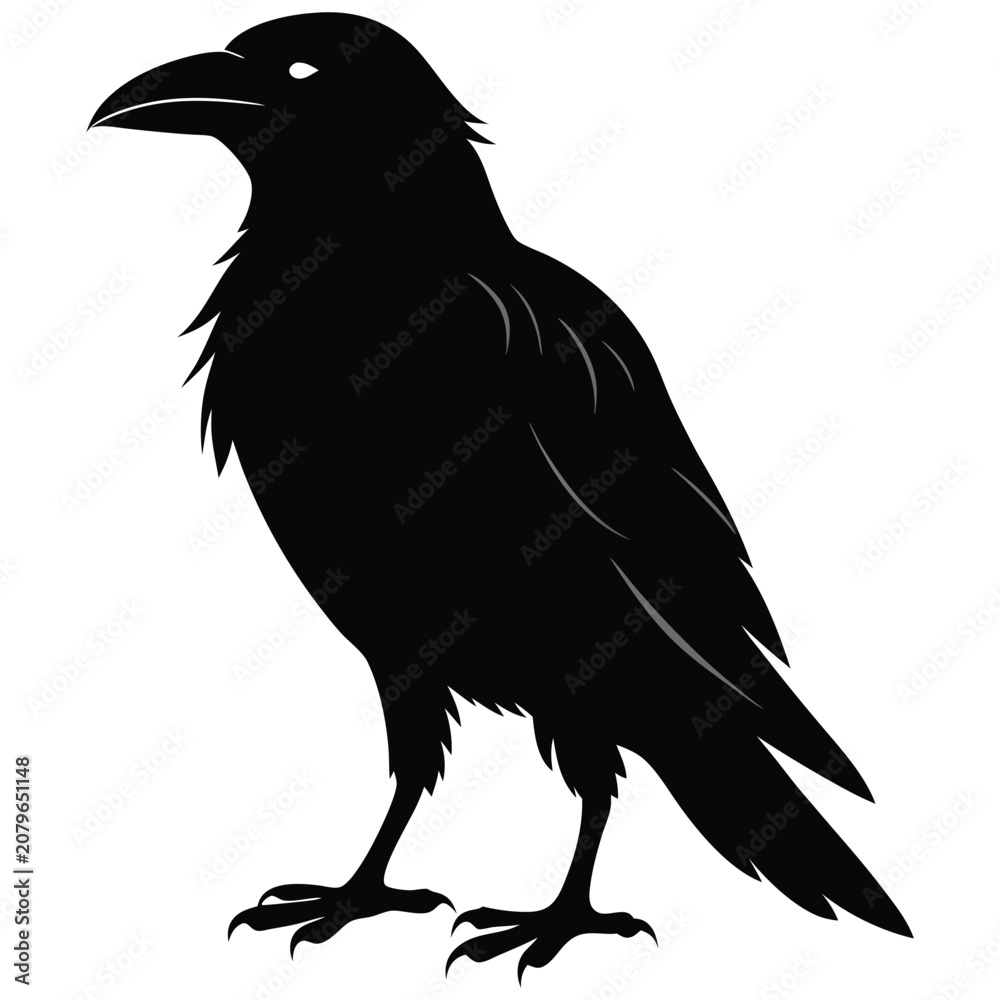 Fototapeta premium silhouette crow image on white background 