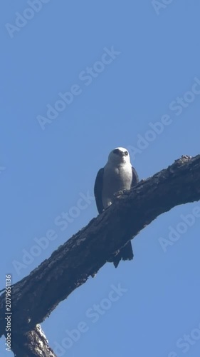 A Mississippi kite sat on a branch in Tanglewood, Texas, USA.