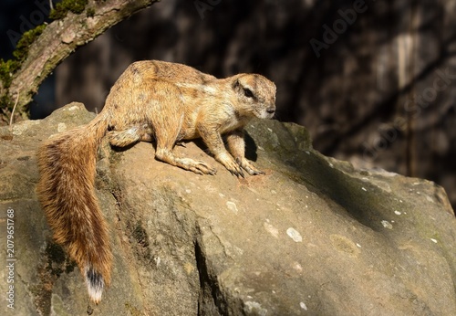 Cape ground squirrel (Xerus inauris)