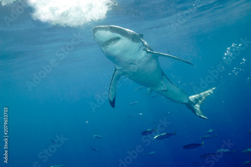 Great white shark in the Pacific Ocean