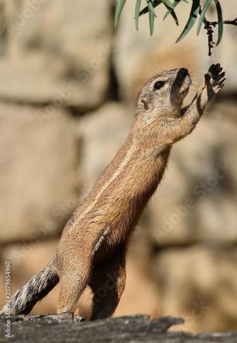 Cape ground squirrel (Xerus inauris)