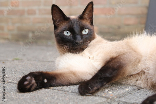 a beautiful cat witha black head and a beige white fur is lying outdoor closeup