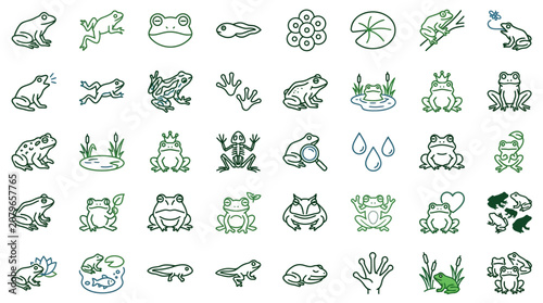 Frog and Toad Life Cycle Icon Set
