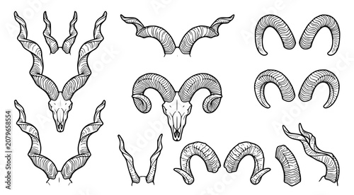Quadro em tela Collection of hand drawn bovid skulls and horn shapes in black and white line ar