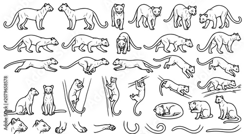 Photos Detailed line art character sheet of wild mountain lions and cougars in various